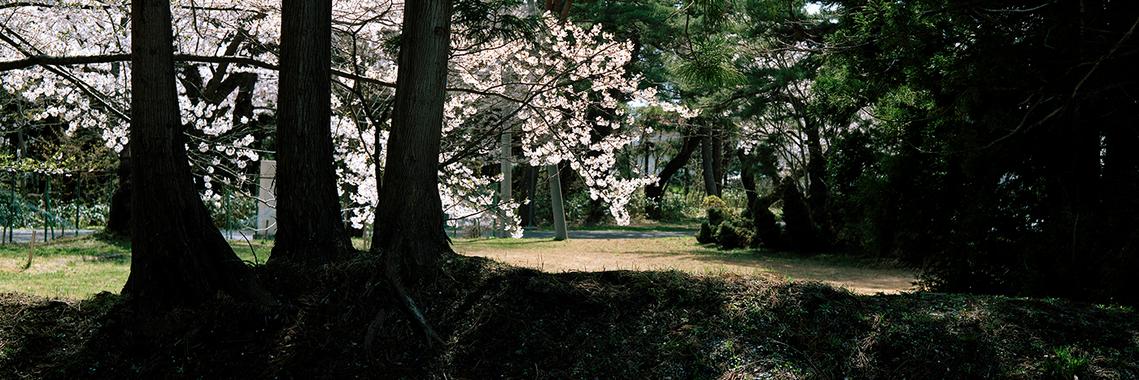 この松の茂る丘は誰のためにあるのだろうか by KIMURA CHOKU